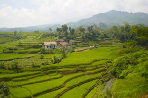 Rijstvelden rondom Malang (Java) - Indonesië - foto: Daniel de Gruiter